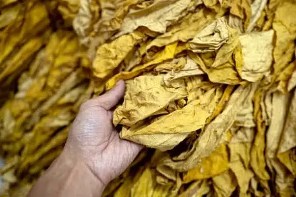 hoja de tabaco natural